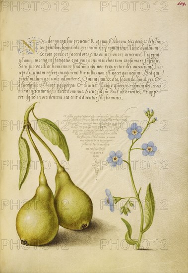 Pear and Creeping Forget-Me-Not; Joris Hoefnagel, Flemish , Hungarian, 1542 - 1600, and Georg Bocskay, Hungarian, died 1575