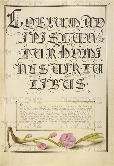 Almond in Flower; Joris Hoefnagel, Flemish , Hungarian, 1542 - 1600, and Georg Bocskay, Hungarian, died 1575, Vienna, Austria