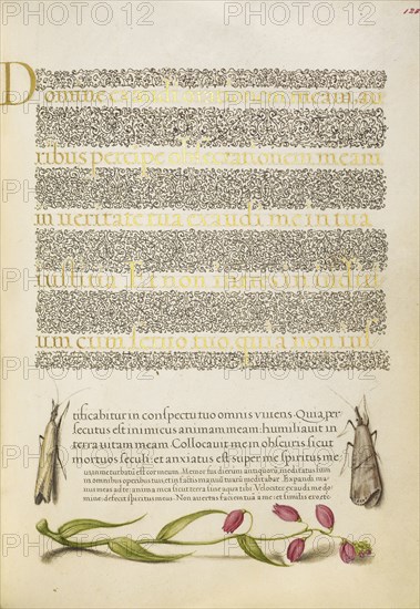 Grass Moths and Milkwort; Joris Hoefnagel, Flemish , Hungarian, 1542 - 1600, and Georg Bocskay, Hungarian, died 1575, Vienna