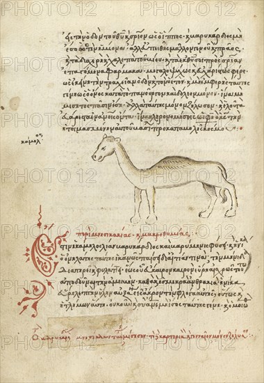A Camel; Crete, Greece; 1510 - 1520; Pen and red lead and iron gall inks, watercolors, tempera colors, and gold paint on paper