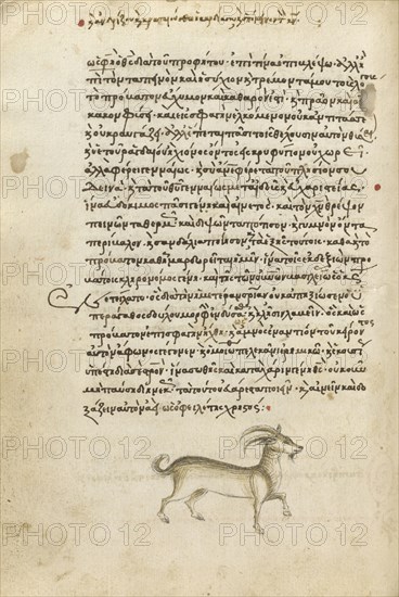 A Goat; Crete, Greece; 1510 - 1520; Pen and red lead and iron gall inks, watercolors, tempera colors, and gold paint on paper
