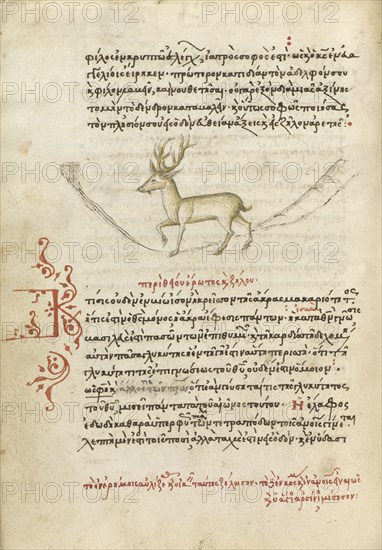 A Stag; Crete, Greece; 1510 - 1520; Pen and red lead and iron gall inks, watercolors, tempera colors, and gold paint on paper