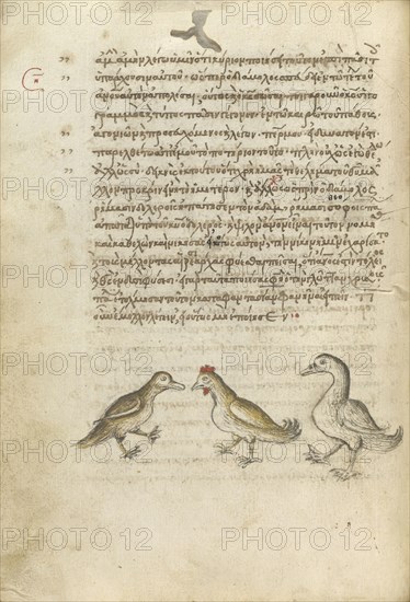 A Duck, a Rooster, and a Goose; Crete, Greece; 1510 - 1520; Pen and red lead and iron gall inks, watercolors, tempera colors