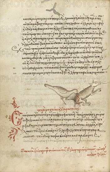 A Bird Pecking at an Animal; Crete, Greece; 1510 - 1520; Pen and red lead and iron gall inks, watercolors, tempera colors
