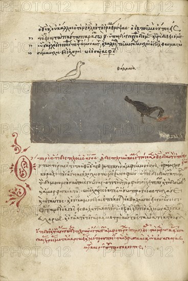 A Bird and a Bird Catching a Fish; Crete, Greece; 1510 - 1520; Pen and red lead and iron gall inks, watercolors, tempera colors