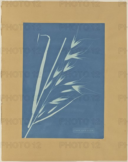 Uvena Novae Villiae; Anna Atkins, British, 1799 - 1871, and Anne Dixon, British, 1799 - 1877, about 1854; Cyanotype; 34.9 × 24