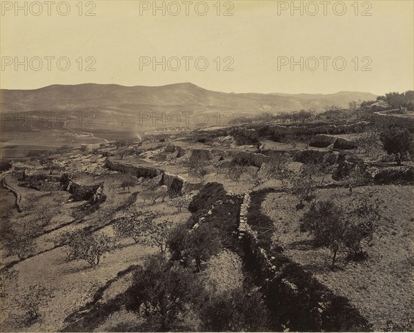 Bethlehem - The Shepherds' Field; Francis Bedford, English, 1815,1816 - 1894, London, England; April 3, 1862; Albumen silver