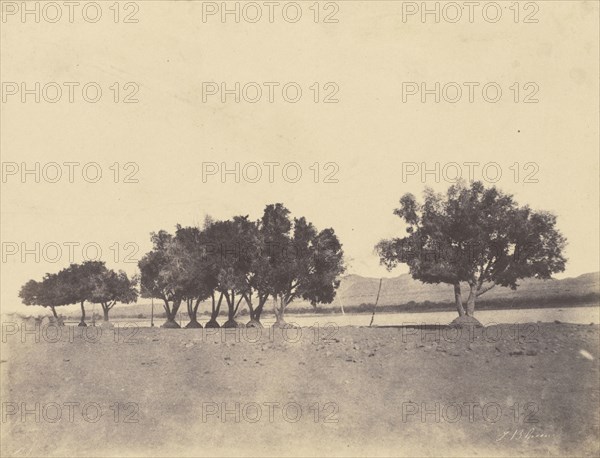 Etudes de sycomores, Korosko; John Beasly Greene, American, born France, 1832 - 1856, Korosko, Egypt; 1853 - 1854; Salted paper