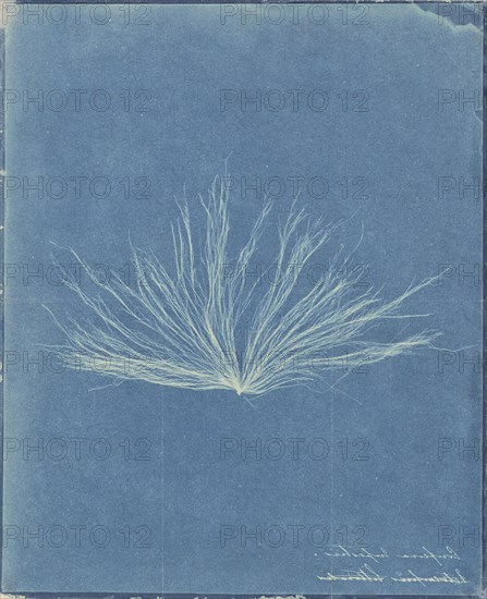 Confervae; Attributed to Anna Atkins, British, 1799 - 1871, and , or attributed to Herschel Family, Anne Dixon British, 1799