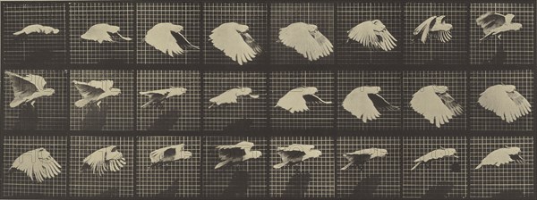 Animal Locomotion; Eadweard J. Muybridge, American, born England, 1830 - 1904, 1887; Collotype; 16.5 x 43.8 cm