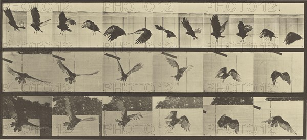 Animal Locomotion; Eadweard J. Muybridge, American, born England, 1830 - 1904, 1887; Collotype; 16.4 x 40.2 cm