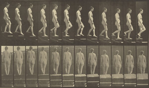 Animal Locomotion; Eadweard J. Muybridge, American, born England, 1830 - 1904, 1887; Collotype; 20 x 34.3 cm