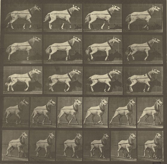 Animal Locomotion; Eadweard J. Muybridge, American, born England, 1830 - 1904, 1887; Collotype; 25.1 x 25.7 cm