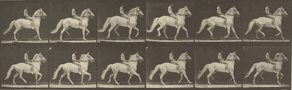 Animal Locomotion; Eadweard J. Muybridge, American, born England, 1830 - 1904, 1887; Collotype; 14.6 x 46.4 cm