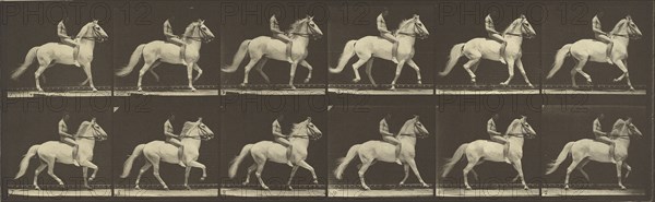 Animal Locomotion; Eadweard J. Muybridge, American, born England, 1830 - 1904, 1887; Collotype; 18.6 x 46.7 cm