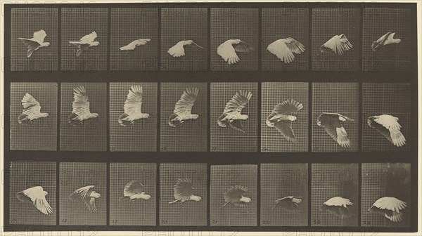 Animal Locomotion; Eadweard J. Muybridge, American, born England, 1830 - 1904, 1887; Collotype; 19.1 x 34.8 cm