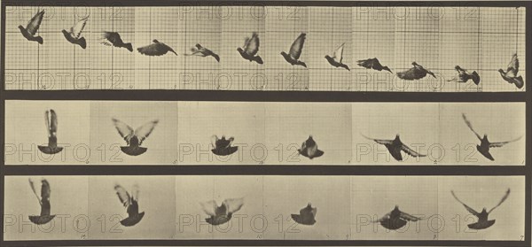 Animal Locomotion; Eadweard J. Muybridge, American, born England, 1830 - 1904, 1887; Collotype; 17.8 x 39.4 cm