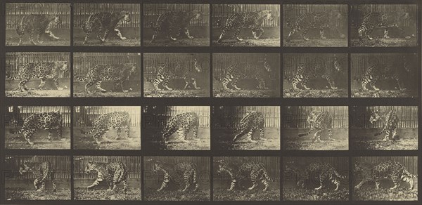 Animal Locomotion; Eadweard J. Muybridge, American, born England, 1830 - 1904, 1887; Collotype; 17.9 x 37.8 cm