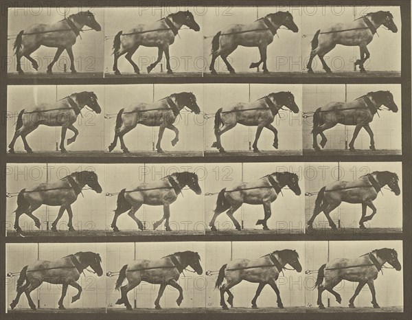 Animal Locomotion; Eadweard J. Muybridge, American, born England, 1830 - 1904, 1887; Collotype; 23.2 x 29.8 cm