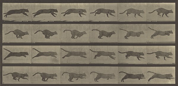 Animal Locomotion; Eadweard J. Muybridge, American, born England, 1830 - 1904, 1887; Collotype; 17.9 x 38.1 cm