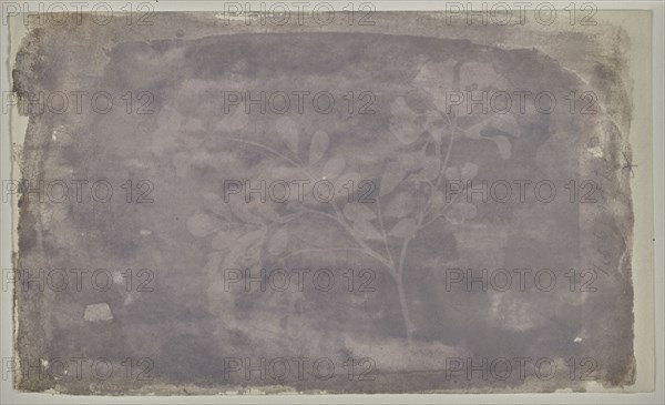 Leguminoae Papilionaceae, Pea Bean, William Henry Fox Talbot, English, 1800 - 1877, about February 6, 1836; Photogenic drawing