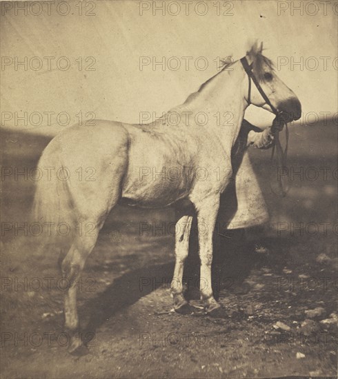 Horse; Adrien Alban Tournachon, French, 1825 - 1903, 1856; Salted paper print; 16.1 x 14.3 cm 6 3,8 x 5 5,8 in