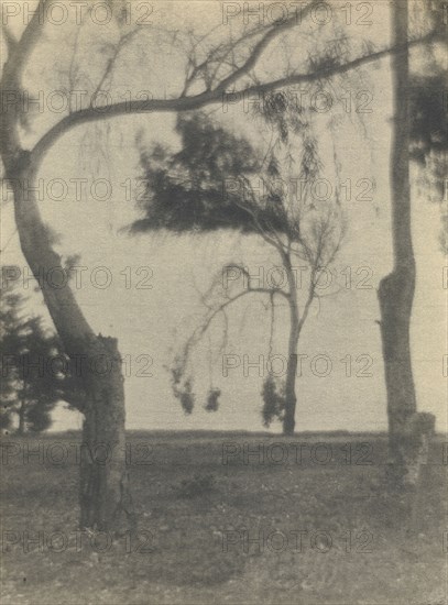 Landscape with Trees; Louis Fleckenstein, American, 1866 - 1943, about 1920; Gelatin silver print; 34.1 x 25.2 cm