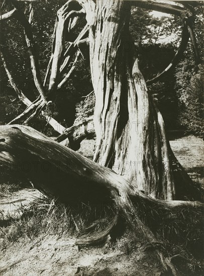 Pine Tree Trunks, Trianon; Eugène Atget, French, 1857 - 1927, Paris, France; 1910 - 1915; Albumen silver print