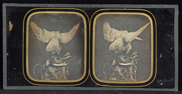 Still life of a stuffed hawk clutching a smaller stuffed bird; Louis Jules Duboscq-Soleil; 1851 - 1855; Stereograph