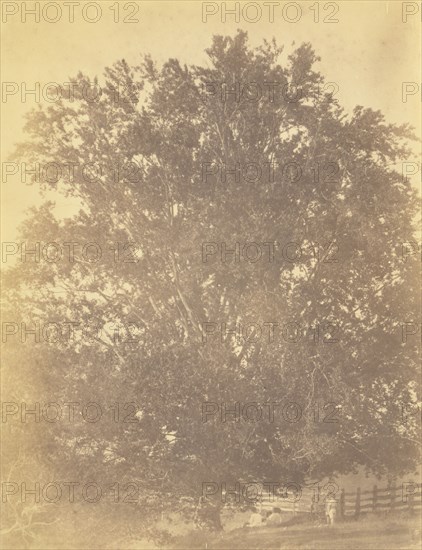 Beech Tree at Avondale, Pennsylvania; Thomas Eakins, American, 1844 - 1916, early 1880s; Albumen silver print