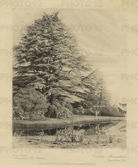 Cedars, Monmouthshire; Roger Fenton, English, 1819 - 1869, Monmouthshire, England; about 1856; Photogalvanograph