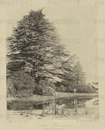 Cedars, Monmouthshire; Roger Fenton, English, 1819 - 1869, Monmouthshire, England; about 1856; Photogalvanograph