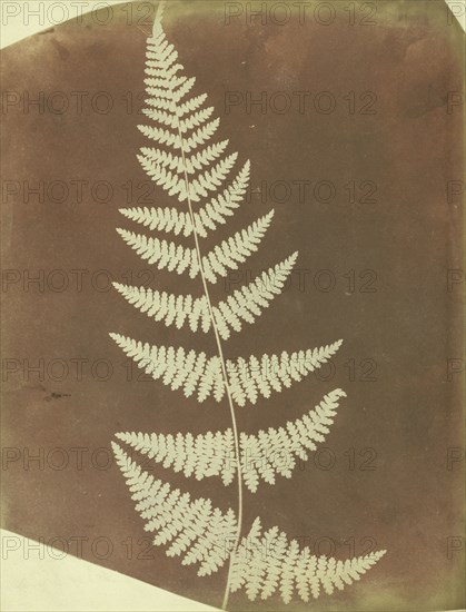 Buckler Fern; William Henry Fox Talbot, English, 1800 - 1877, 1839 ...