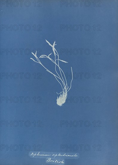 Asplenium septentrionale, British; Anna Atkins, British, 1799 - 1871, and Anne Dixon, British, 1799 - 1877, England; 1853