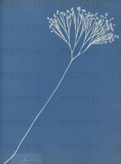 Ceylon; Anna Atkins, British, 1799 - 1871, and Anne Dixon, British, 1799 - 1877, England; 1853; Cyanotype; 25.4 × 19.4 cm