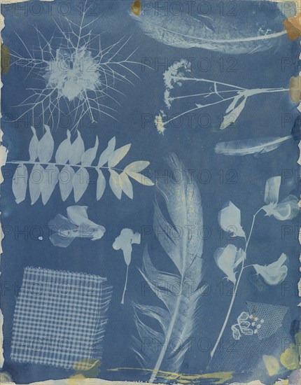 Arrangement of Specimens; Hippolyte Bayard, French, 1801 - 1887, Paris, France; about 1842; Cyanotype Direct Negative
