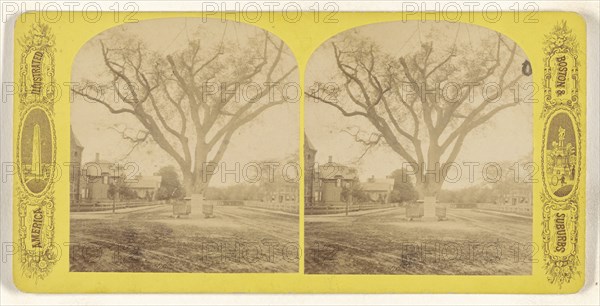 Washington's tree Cambridge Mass; American; about 1870 - 1880; Albumen silver print