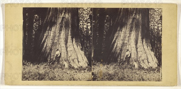 Big Tree in Mariposa Grove, 94 Feet in Circumference; C.L. Weed, American, 1824 - 1903, Edward Anthony, American, 1818 - 1888