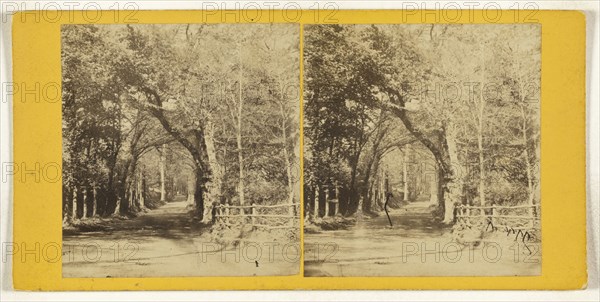 Cornwall. Trereife Avenue, near Penzance; A.L. Coke, British, active 1860s, 1860s; Albumen silver print