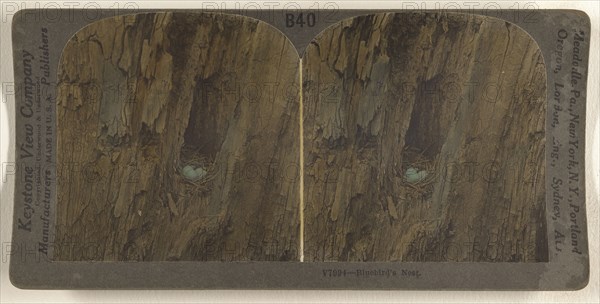 Bluebird's Nest; Underwood & Underwood, American, 1881 - 1940s, about 1900; Hand-colored gelatin silver print