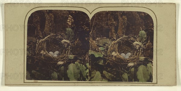 Missel Thrush Nest; London Stereoscopic Company, active 1854 - 1890, about 1860; Hand colored Albumen silver print