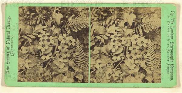 Plants and flowers in a natural setting; London Stereoscopic Company, active 1854 - 1890, about 1860; Albumen silver print