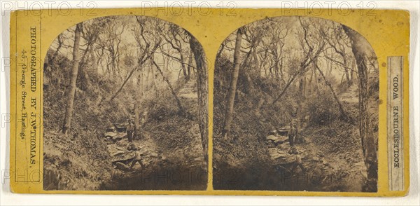 Ecclesbourne Wood; J.W. Thomas, British, active Hastings, England 1860s, 1860s; Albumen silver print