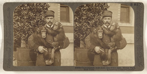 Chimpanzees, most man like of the apes, Bronx Park, New York; Underwood & Underwood, American, 1881 - 1940s, about 1904