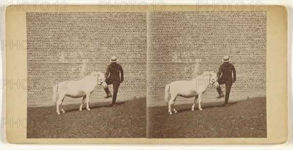 Man in straw hat posed with white horse in front of a brick wall; about 1865; Albumen silver print