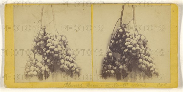 Plums grown at Santa Clara, Cal; American; about 1865; Albumen silver print