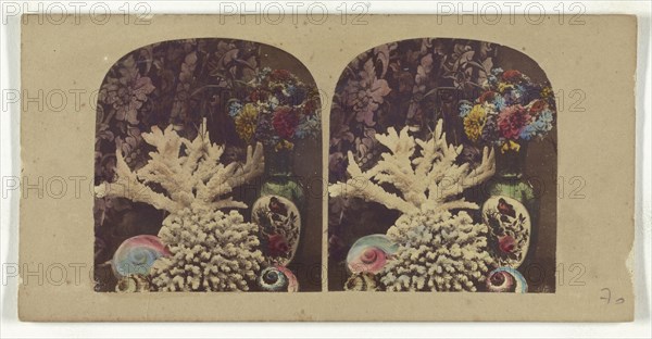 Coral and shells; about 1865; Hand-colored Albumen silver print