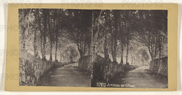 Avenue nr. Oban; British; about 1865; Collotype