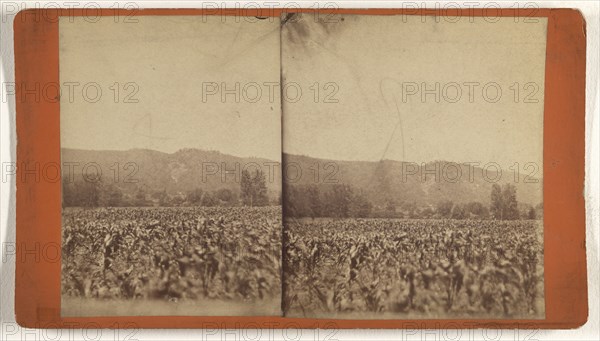 Pictatrinny Mt; about 1875; Albumen silver print