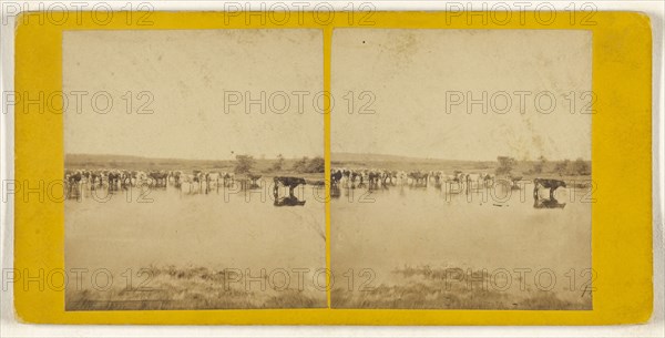 Cattle Scenes; British; about 1865; Albumen silver print